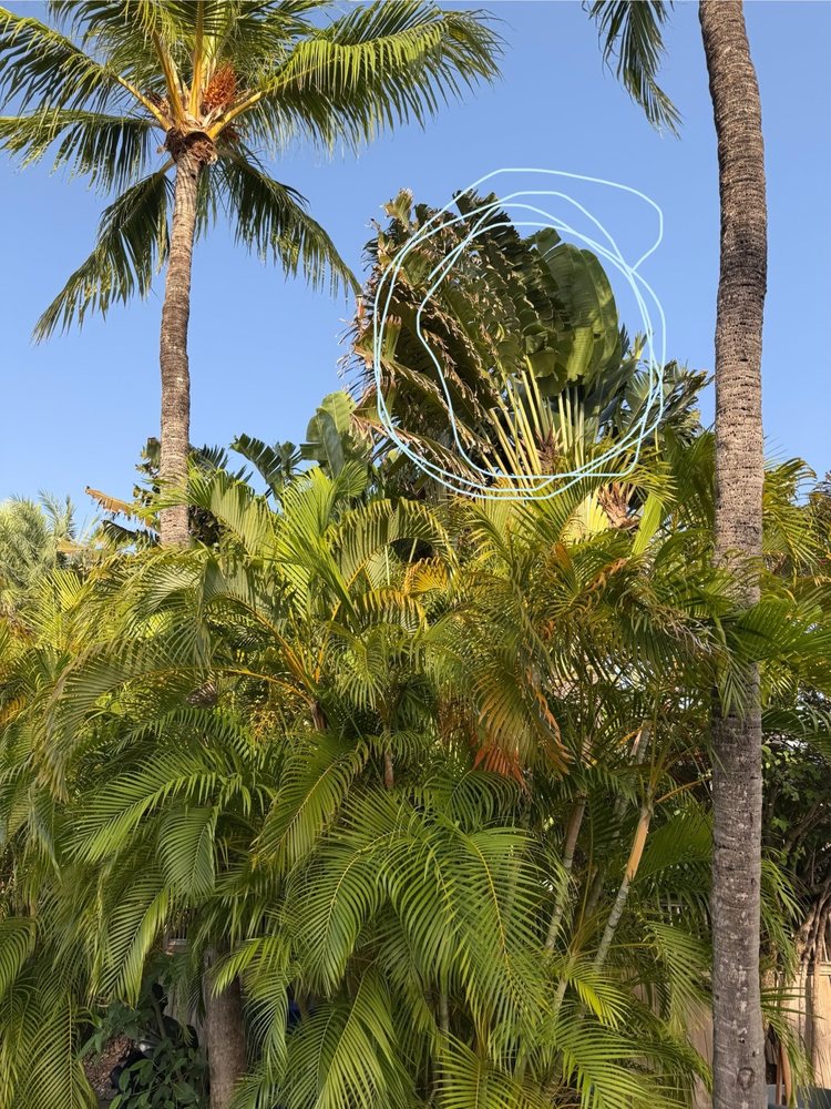 Tree Legends - tree service in Miami, FL