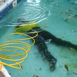 Leak Professionals - Repairing a leak in a vinyl liner.  We dive all-year round!