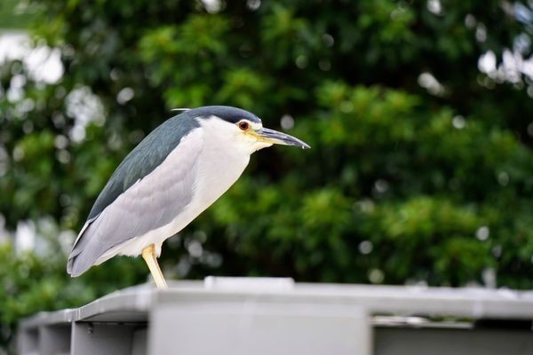 Daan Forest Park by null