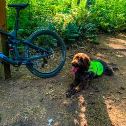 Mountain Bike staging area. Totes dog friendly brah. Mountain Bike staging area. Totes dog friendly brah.