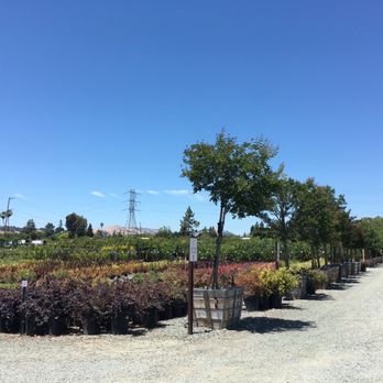 Devil Mountain Wholesale Nursery - San Ramon - Selection of plants - Nurseries & Gardening Near Me - San Ramon, California Devil Mountain Wholesale Nursery - San Ramon - Selection of plants - Nurseries & Gardening Near Me - San Ramon, California