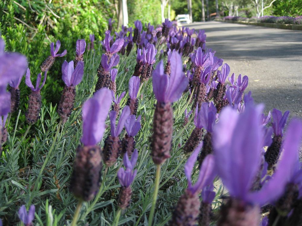 KITSON LANDSCAPE MANAGEMENT Updated July 2024 22 Photos 5787