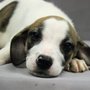 Tri-County Animal Shelter