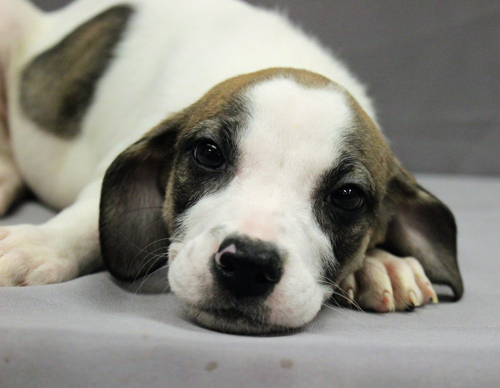 TRICOUNTY ANIMAL SHELTER 11 Photos Animal Shelters 6707 Animal