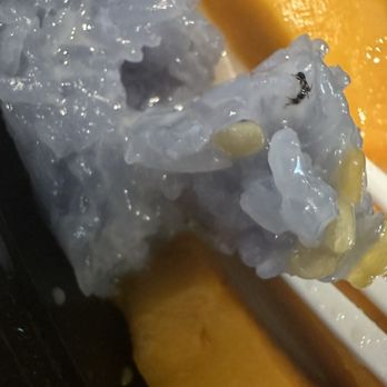 Sen Thai Noodle Bar - Bug in the mango sticky rice - Noodles Near Me - Irvine, California