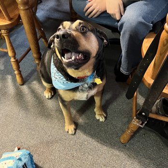 Bow Wow Salon - Smiling for a review!! - Pet Sitting Near Me - North Arlington, New Jersey Bow Wow Salon - Smiling for a review!! - Pet Sitting Near Me - North Arlington, New Jersey