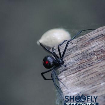 Shoo Fly Pest Control - Spiders can be a nuisance to a genuine scare! - Pest Control Near Me - Windsor, California Shoo Fly Pest Control - Spiders can be a nuisance to a genuine scare! - Pest Control Near Me - Windsor, California