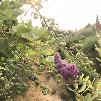 Charlotte's Blueberry Park - Pick Your Own Farms Near Me - Tacoma, Washington Charlotte's Blueberry Park - Pick Your Own Farms Near Me - Tacoma, Washington