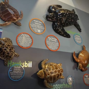 Loggerhead Marinelife Center - Information about each different species of sea turtles - Community Service/Non-Profit Near Me - Juno Beach, Florida Loggerhead Marinelife Center - Information about each different species of sea turtles - Community Service/Non-Profit Near Me - Juno Beach, Florida