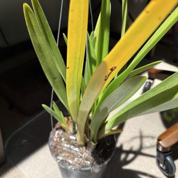 Orchid Design - Florists Near Me - San Jose, California Orchid Design - Florists Near Me - San Jose, California
