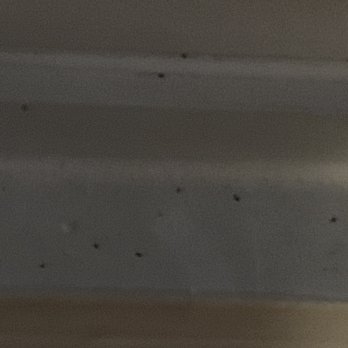 100 York - Gnats covering the living/dining room windowsill - Apartments Near Me - Jenkintown, Pennsylvania 100 York - Gnats covering the living/dining room windowsill - Apartments Near Me - Jenkintown, Pennsylvania