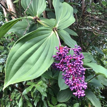 Nahiku Tropicals - Wild growing garden flora - Florists Near Me