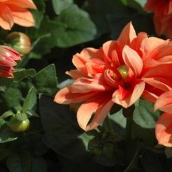 Altiere's Home & Garden - Untitled