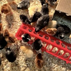 Rural Supply Hardware - Chicks are here in the spring! March-April 2024... hopefully we can extend the season next year!