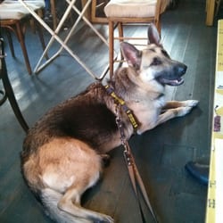 Ship Inn - Dog friendly