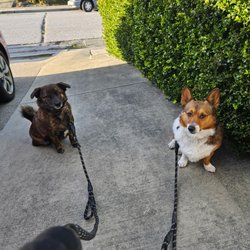 Happy Paws Happy Days