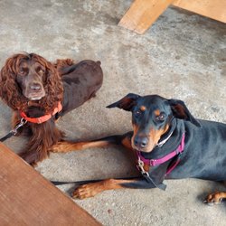 Joyce Keeton Dog Training & Behavior Consulting - Opus and Kiva showing off their down/stay in public.