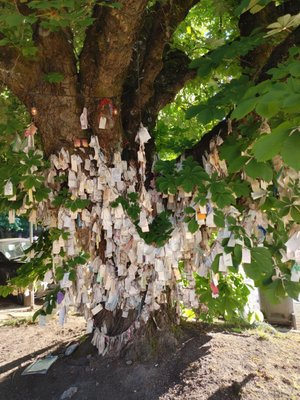The Wishing Tree by null