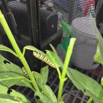Hall's Ace Hardware - Milk weed, caterpillar - Hardware Stores Near Me - Jacksonville, Florida Hall's Ace Hardware - Milk weed, caterpillar - Hardware Stores Near Me - Jacksonville, Florida
