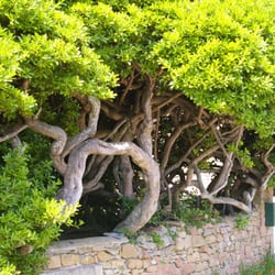 Bréhat