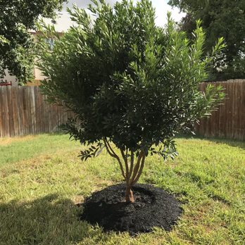 Moon Valley Nurseries - Japanese Blueberry tree.  Beautiful! - Nurseries & Gardening Near Me - Austin, Texas