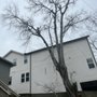 Photo of Skeen Tree Care