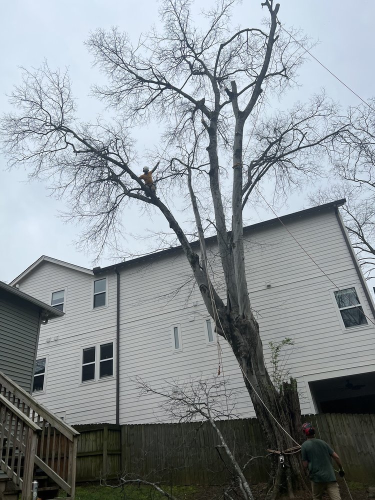 Skeen Tree Care - tree service in Nashville, TN