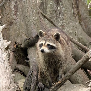Cajun Encounters Tour Company - Cute raccoon and its family waiting for snacks. Btw, these guys are the biggest meal for alligators in these swamp territory. - Tours Near Me - Slidell, Louisiana