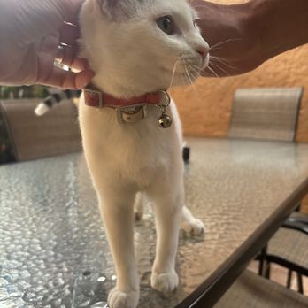 Gato Chato - Kitten - Oaxaca de Juárez, OAX Gato Chato - Kitten - Oaxaca de Juárez, OAX