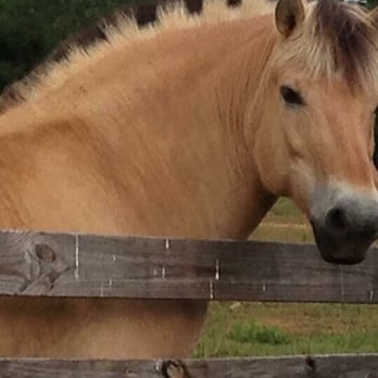 Iron Gait Percheron - Animal Shelters Near Me - Waleska, Georgia