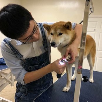 Fantasy Pet Grooming - Pet Groomers Near Me - Missouri City, Texas