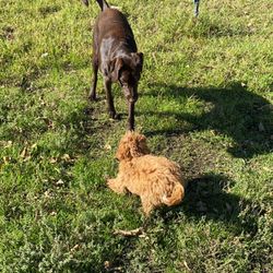 DGF - Dog Gone Fitness - Let's Play