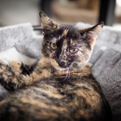 The Catmosphere