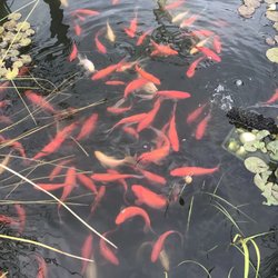 Trimble's of Corchaug Nursery