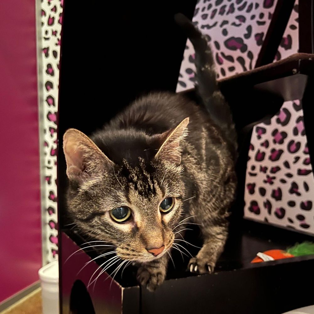 My fur baby @ MEEOW CHICAGO. My fur baby @ MEEOW CHICAGO.