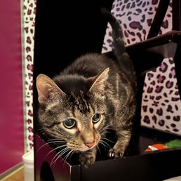 My fur baby @ MEEOW CHICAGO. My fur baby @ MEEOW CHICAGO.