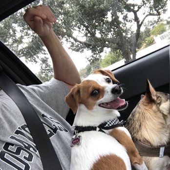 Barkaritaville Pet Resort - Pet Groomers Near Me - Corpus Christi, Texas