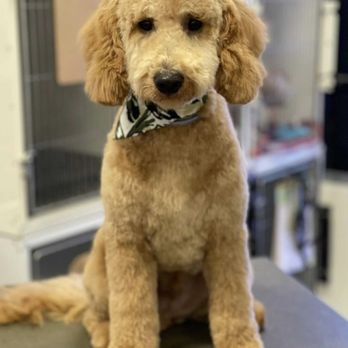Sandy's Grooming - After - Tucker - Pet Groomers Near Me - Orange, California Sandy's Grooming - After - Tucker - Pet Groomers Near Me - Orange, California