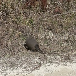 Chassahowitzka National Wildlife Refuge - Armadillo feeding along the road