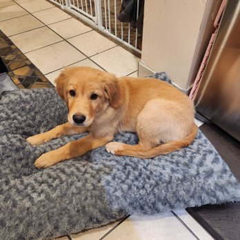 Cat & Doggie Works - Pet Groomers Near Me - El Cajon, California Cat & Doggie Works - Pet Groomers Near Me - El Cajon, California
