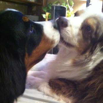 Pawsitive Passion - Animal Physical Therapy Near Me Pawsitive Passion - Animal Physical Therapy Near Me