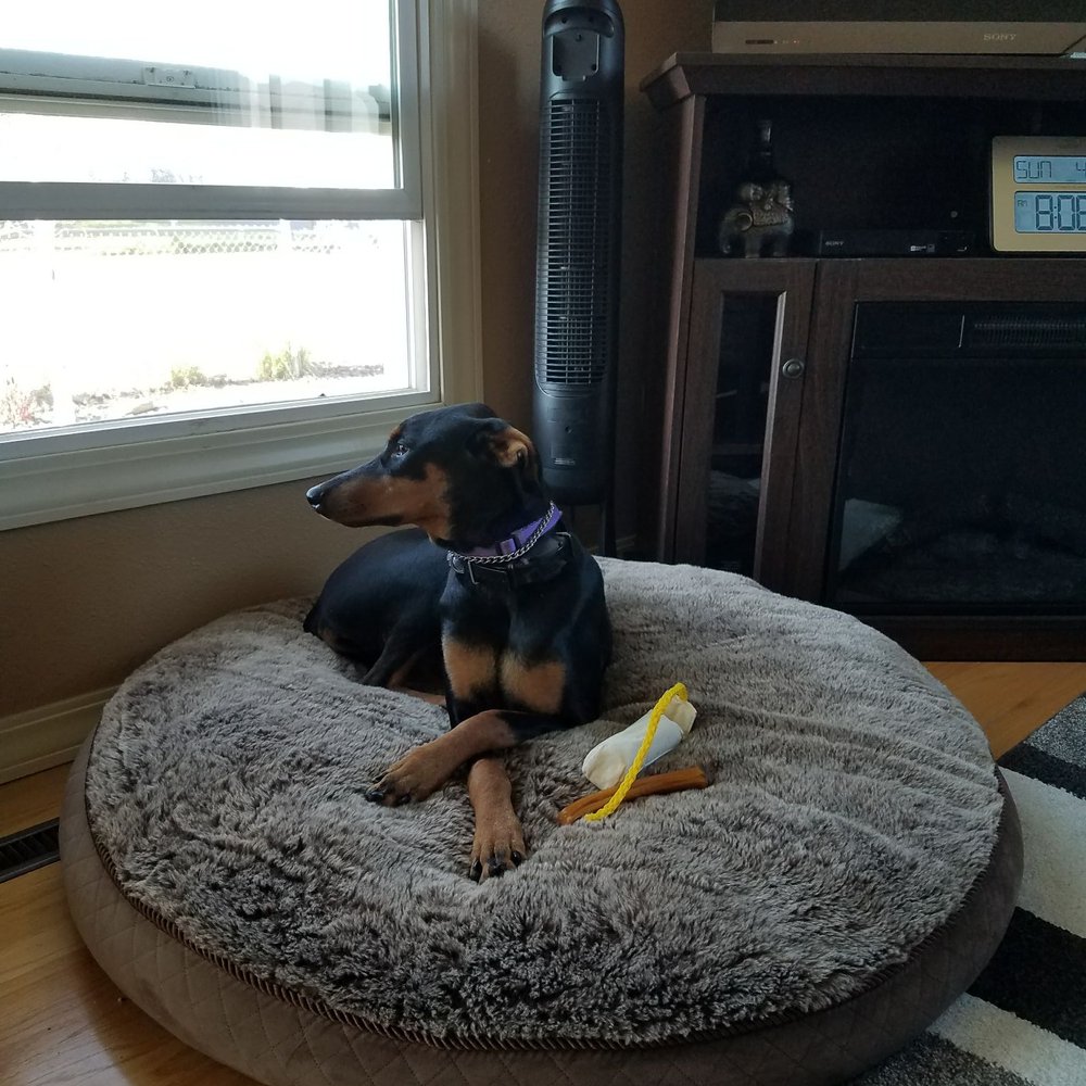 Palouse River Kennels - Pet Training Near Me - Palouse, Washington