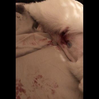 Emancipet - This is the incision spot, right when I took her home, should not look like this, nor should she have been sent home in this condition. - Veterinarians Near Me - Austin, Texas Emancipet - This is the incision spot, right when I took her home, should not look like this, nor should she have been sent home in this condition. - Veterinarians Near Me - Austin, Texas