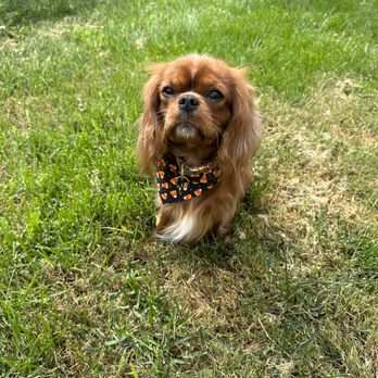 Grubby Dogs - Pet Groomers Near Me - Murrieta, California Grubby Dogs - Pet Groomers Near Me - Murrieta, California