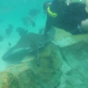 Discovery Cove - Amusement Parks Near Me - Orlando, Florida