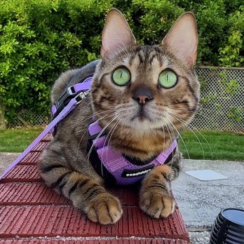Long Island Veterinary Specialists - @rue.thebengal - Veterinarians Near Me - Plainview, New York