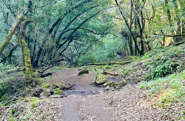 Trione-Annadel State Park by null