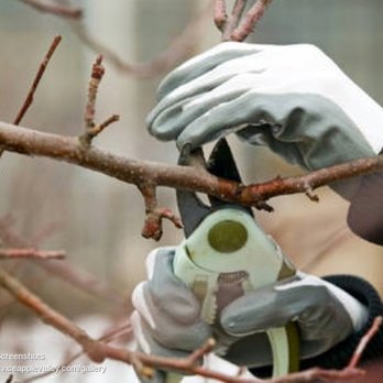Gary Reynolds Tree Service - Tree Services Near Me