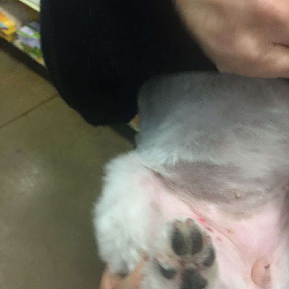 PetSmart - My dog's groin was cut during grooming session at this Pet Smart - STAY AWAY from groomer Angel! - Pet Stores Near Me - Pinole, California PetSmart - My dog's groin was cut during grooming session at this Pet Smart - STAY AWAY from groomer Angel! - Pet Stores Near Me - Pinole, California