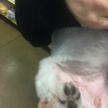 PetSmart - My dog's groin was cut during grooming session at this Pet Smart - STAY AWAY from groomer Angel! - Pet Stores Near Me - Pinole, California